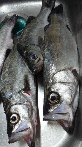 ヒラスズキの釣果