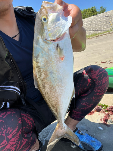 ネリゴの釣果