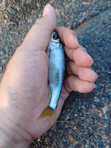 オイカワの釣果