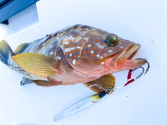 キジハタの釣果