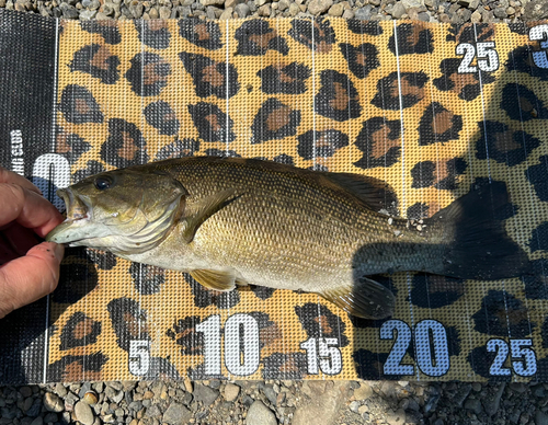 スモールマウスバスの釣果