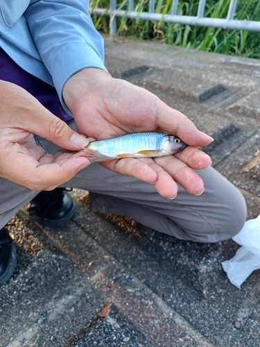 オイカワの釣果