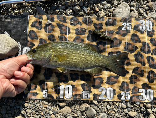 スモールマウスバスの釣果