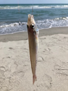 キスの釣果