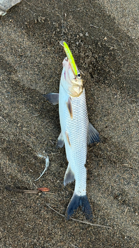 ニゴイの釣果