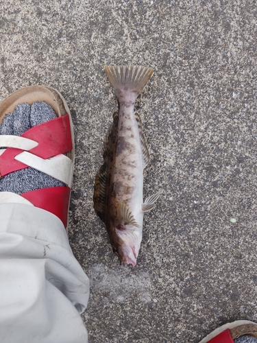 アイナメの釣果