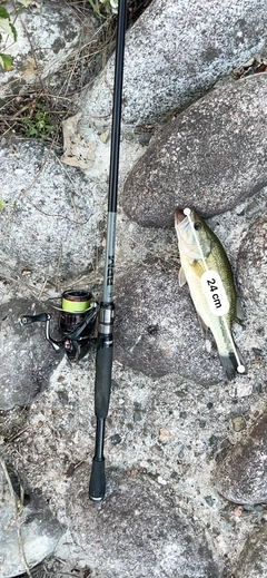 ブラックバスの釣果