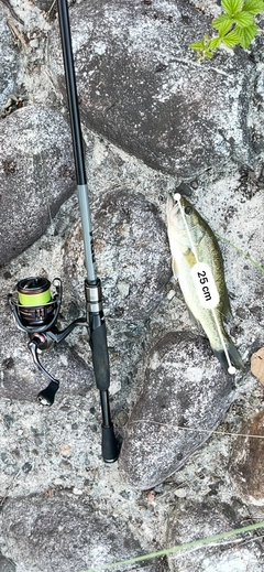 ブラックバスの釣果