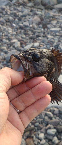 アカハタの釣果