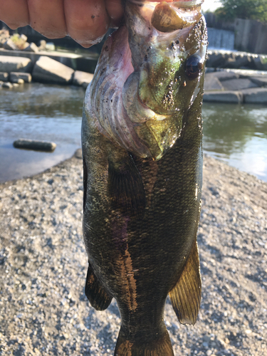 スモールマウスバスの釣果