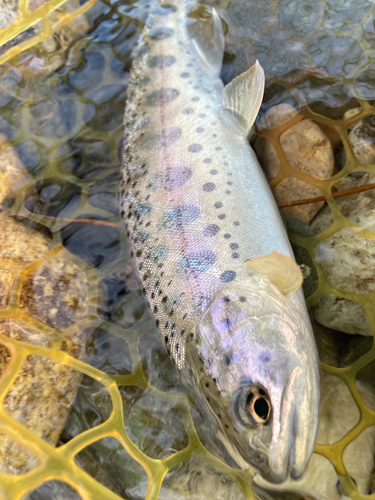 ヤマメの釣果