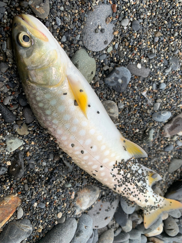 アメマスの釣果