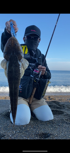 マゴチの釣果