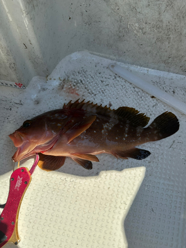 アコウの釣果