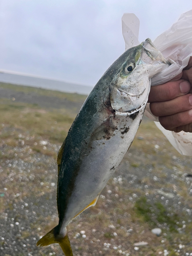 フクラギの釣果