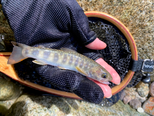 イワナの釣果