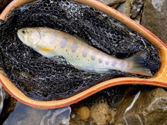 アマゴの釣果