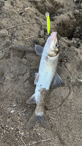 ニゴイの釣果