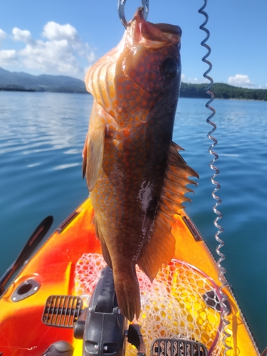 アコウの釣果