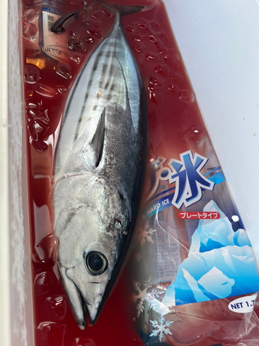 カツオの釣果