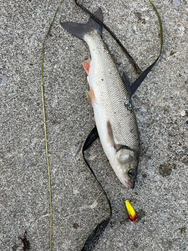 ウグイの釣果