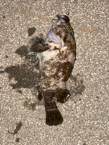 ムラソイの釣果