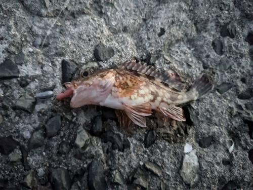 カサゴの釣果