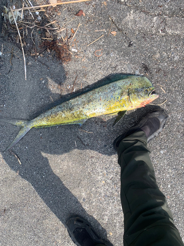 シイラの釣果