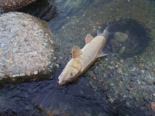 ニゴイの釣果