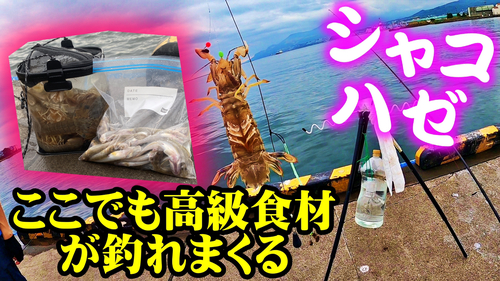 シャコの釣果