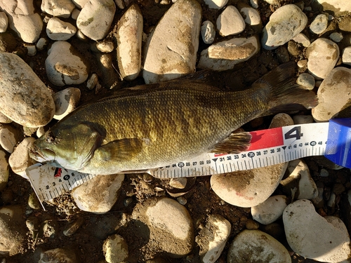 スモールマウスバスの釣果