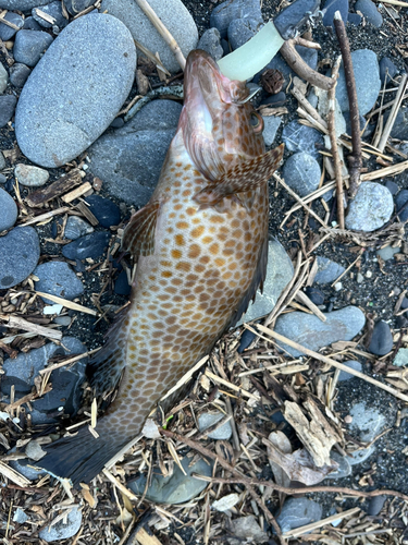 オオモンハタの釣果