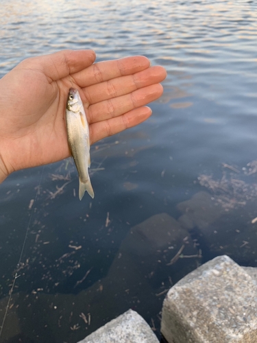 モロコの釣果