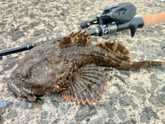 カジカの釣果