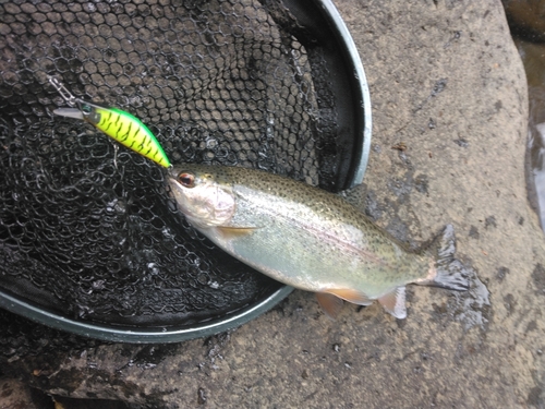 ニジマスの釣果