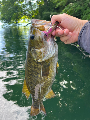 スモールマウスバスの釣果