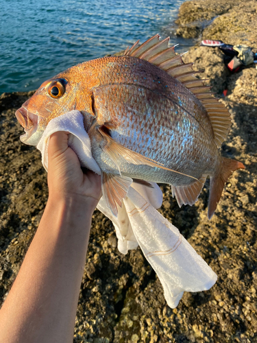 マダイの釣果