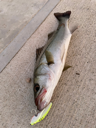 シーバスの釣果