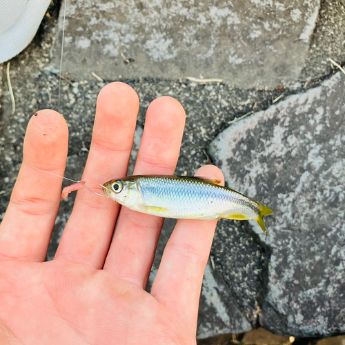 カワムツの釣果