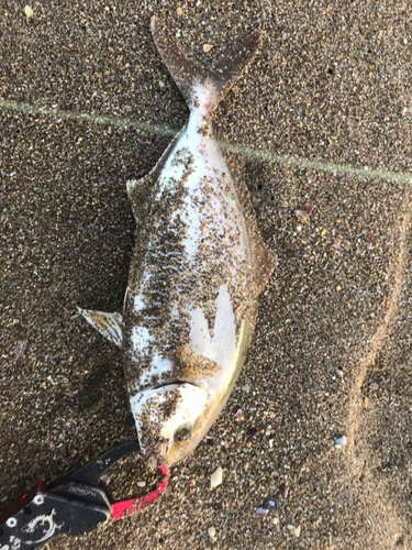 ショゴの釣果