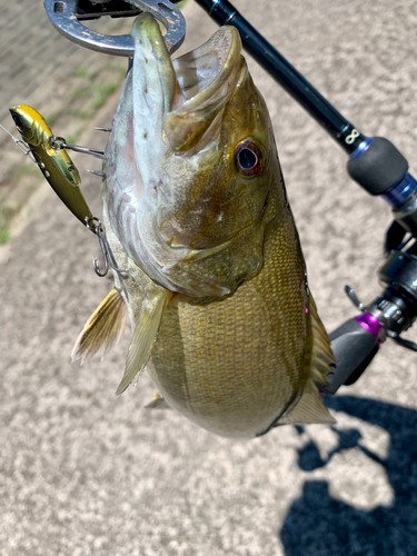 スモールマウスバスの釣果