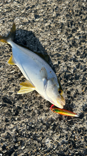 ショゴの釣果