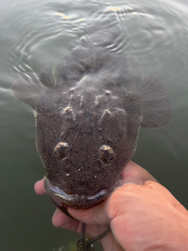 マゴチの釣果