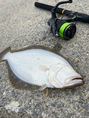 ヒラメの釣果