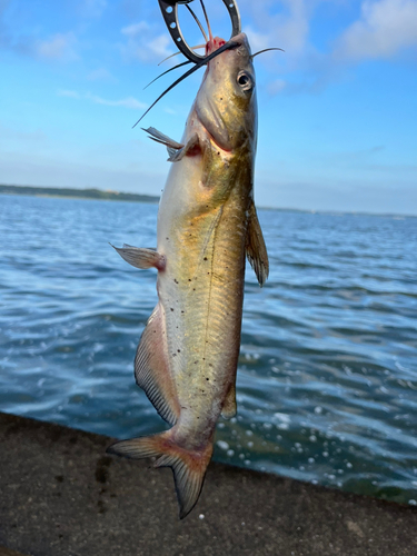 アメリカナマズの釣果