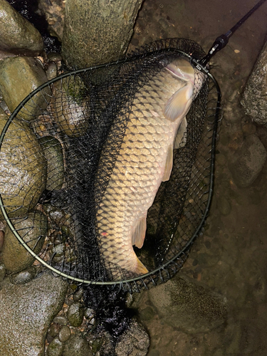 ニゴイの釣果