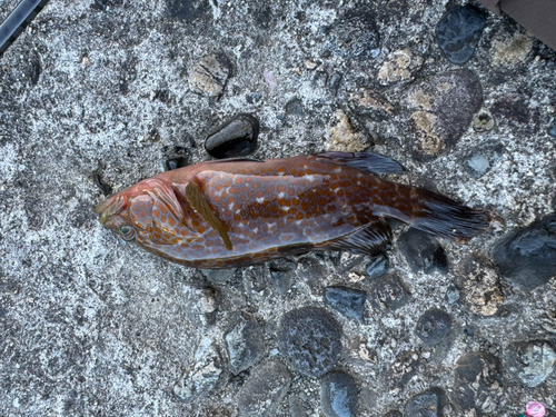 キジハタの釣果