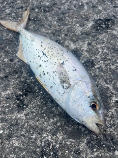 ショゴの釣果