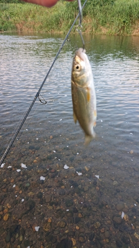 ウグイの釣果