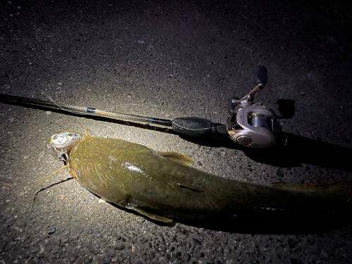 ナマズの釣果